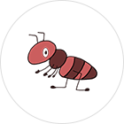 개미