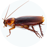 바퀴
